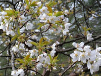 s-DSCN4452.jpg