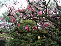 s-DSCN4454.jpg