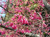 s-DSCN4473.jpg