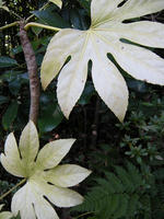 s-DSCN4480.jpg