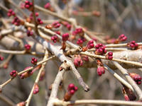 s-DSCN4504.jpg