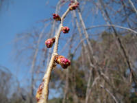s-DSCN4516.jpg