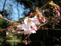 s-DSCN4519.jpg