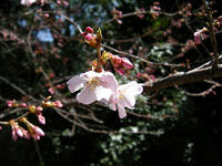 s-DSCN4520.jpg