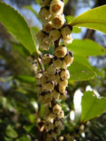 s-DSCN4523.jpg