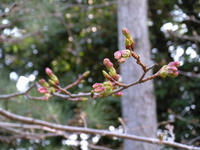 s-DSCN4529.jpg