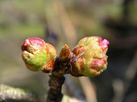 s-DSCN4535.jpg