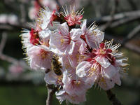 s-DSCN4542.jpg