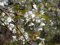 s-DSCN4547.jpg