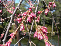s-DSCN4554.jpg