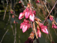 s-DSCN4555.jpg