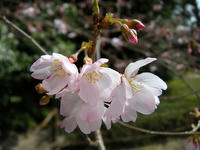 s-DSCN4563.jpg