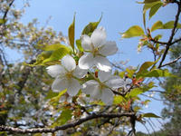 s-DSCN4594.jpg