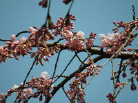 s-DSCN4604.jpg