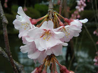 s-DSCN4609.jpg