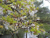 s-DSCN4619.jpg