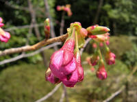 s-DSCN4620.jpg