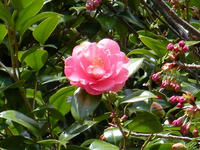 s-DSCN4625.jpg