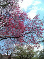 s-DSCN4627.jpg