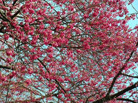 s-DSCN4628.jpg