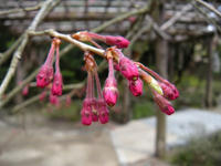 s-DSCN4645.jpg