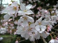 s-DSCN4653.jpg