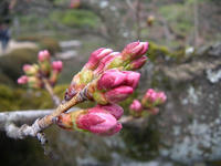 s-DSCN4637.jpg