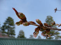 s-DSCN4661.jpg