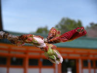 s-DSCN4665.jpg