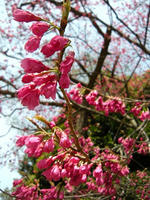 s-DSCN4675.jpg