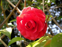 s-DSCN4678.jpg