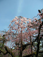s-DSCN4693.jpg