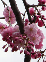 s-DSCN4780.jpg