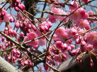 s-DSCN4791.jpg