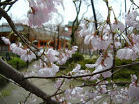 s-DSCN4810.jpg