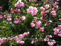 s-DSCN4827.jpg