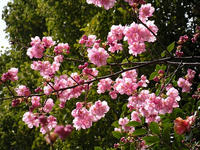 s-DSCN4829.jpg
