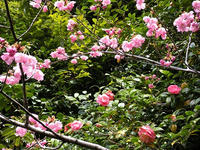 s-DSCN4830.jpg