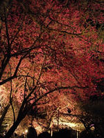 s-DSCN4888.jpg