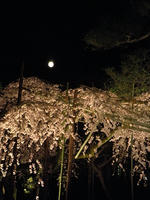 s-DSCN4903.jpg
