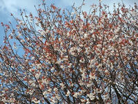 s-DSCN4922.jpg