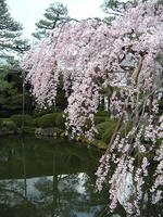 s-DSCN4937.jpg