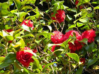 s-DSCN4950.jpg