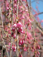 s-DSCN4958.jpg
