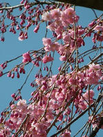 s-DSCN4962.jpg
