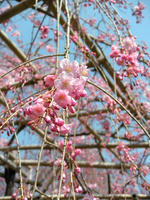 s-DSCN4973.jpg