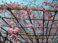 s-DSCN4975.jpg