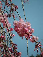 s-DSCN4985.jpg