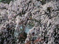 s-DSCN5005.jpg