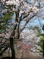 s-DSCN5009.jpg